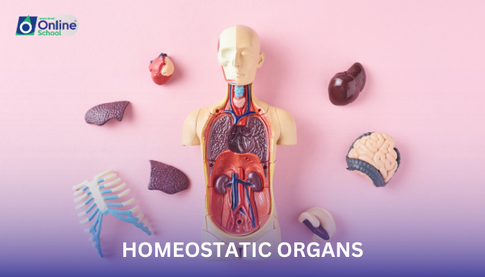 Lesson 04: Major Homeostatic Organs in Humans